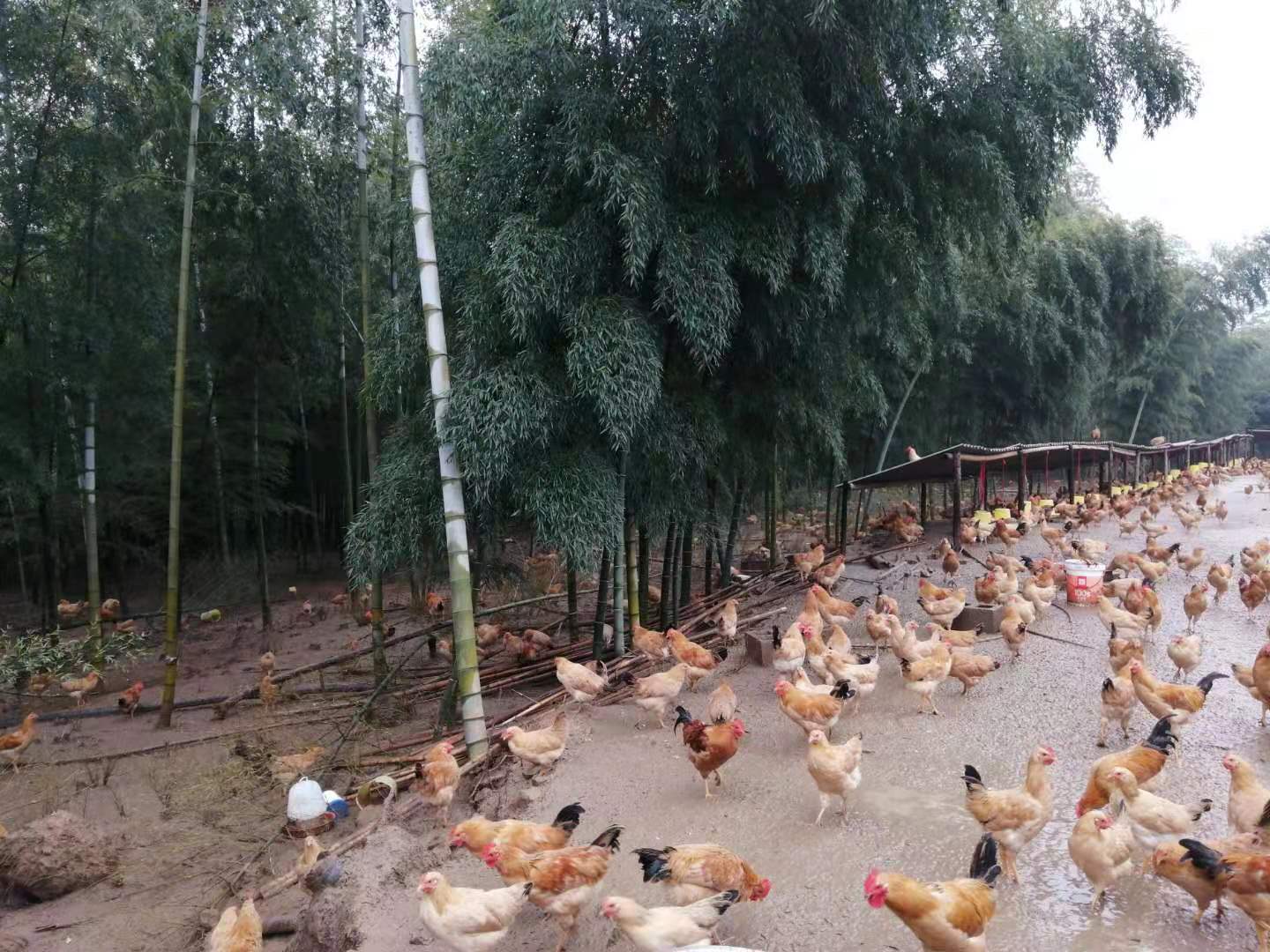 竹林散养土鸡公鸡 2只起 仅限发江浙沪皖(暂停发货