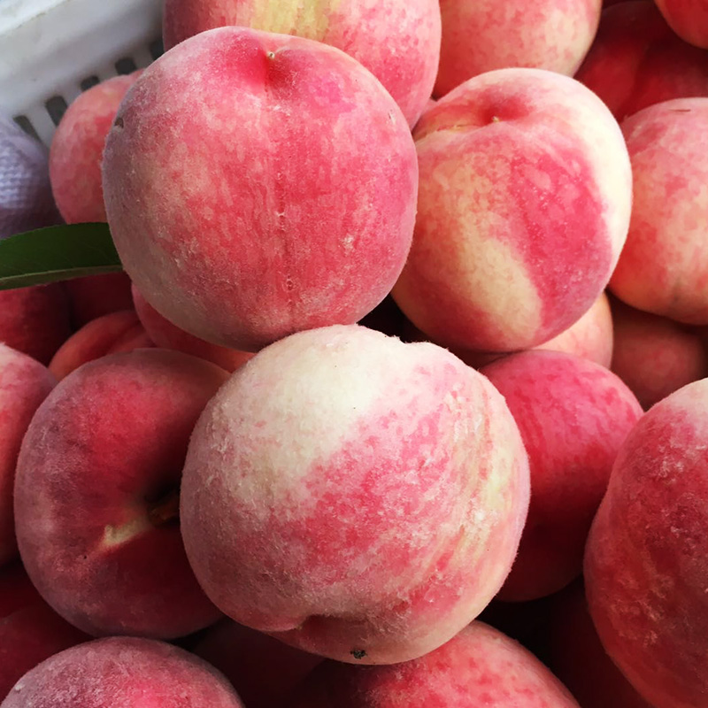 顺丰发货山东水蜜桃5斤装水多肉肥香甜诱人生鲜上新水果上新