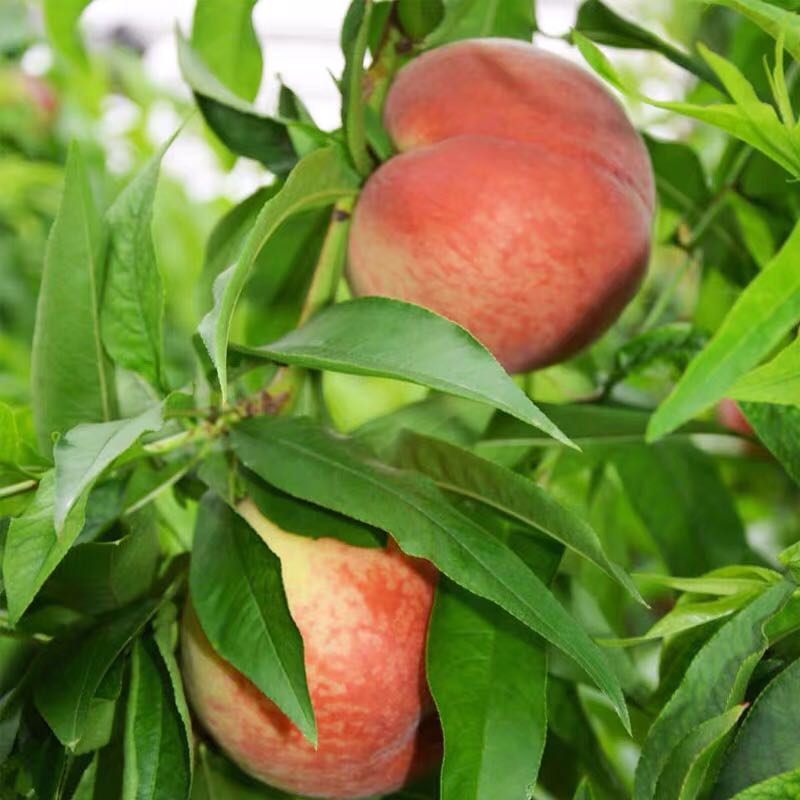 顺丰发货山东水蜜桃5斤装水多肉肥香甜诱人生鲜上新水果上新