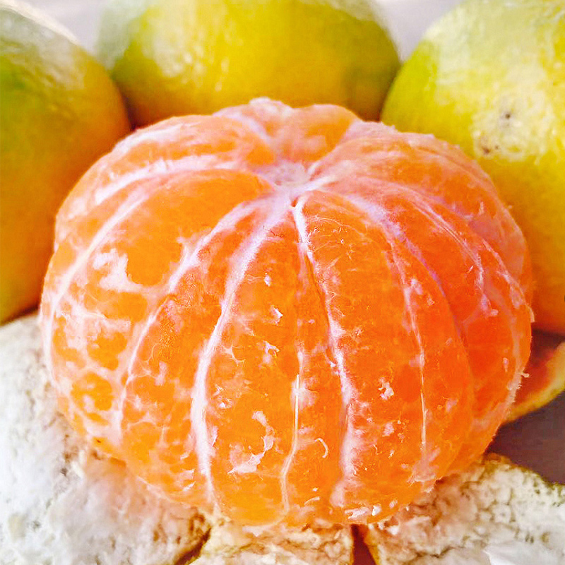 宜昌蜜桔5斤装 无籽青皮蜜桔 饱满多汁 酸甜爽口【生鲜上新】