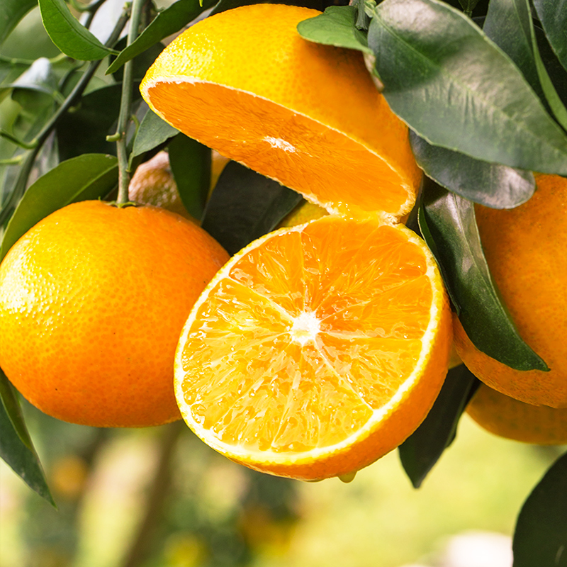 四川眉山特产爱媛38号果冻橙 原生态无污染果园基地直采 可以吸的橘橙