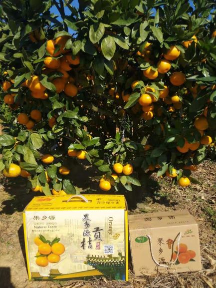 精品装和普通装.jpg