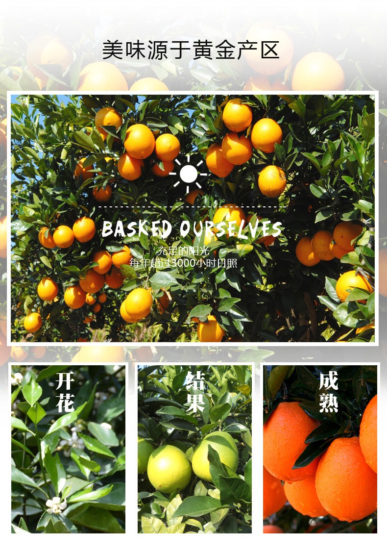湖北秭归伦晚脐橙5斤装60-65mm 新鲜当季【水果上新】