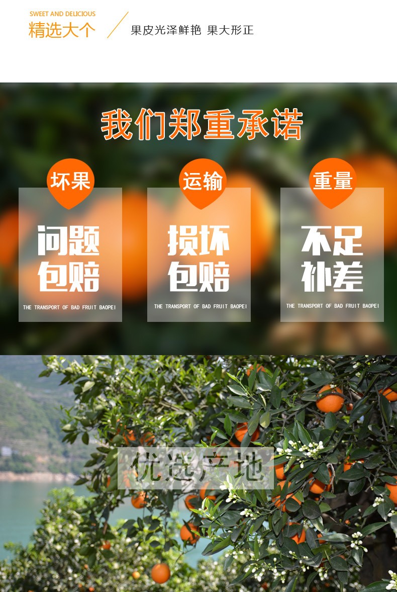 湖北秭归伦晚脐橙5斤装60-65mm 新鲜当季【水果上新】