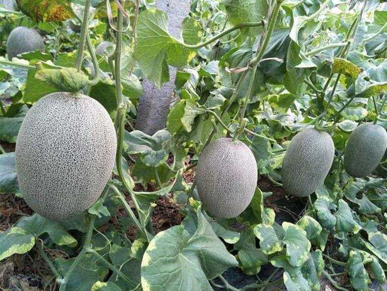 2月5日-2月18日,期间订单于2月19日陆续发货 品名:西州蜜瓜 产地:新疆