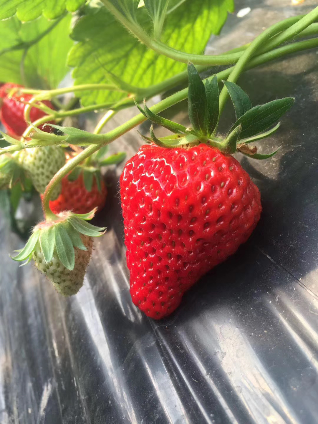 草莓界也有“白富美”？ 日本引进的白草莓有这些不同 | 国际果蔬报道