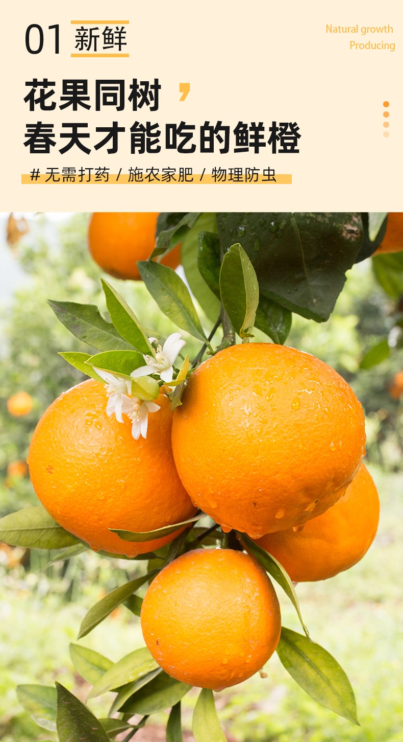誉福园 湖北秭归伦晚春橙 橙子新鲜水果甜橙手剥橙爆甜特产生鲜礼盒