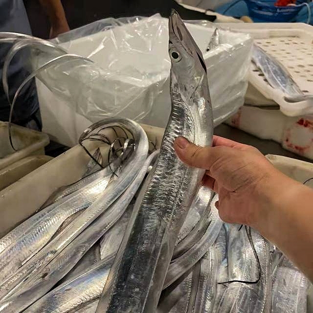 带鱼1.jpg