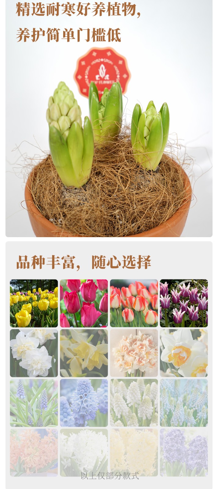 球根花卉预种植盆栽上花特色系列精品