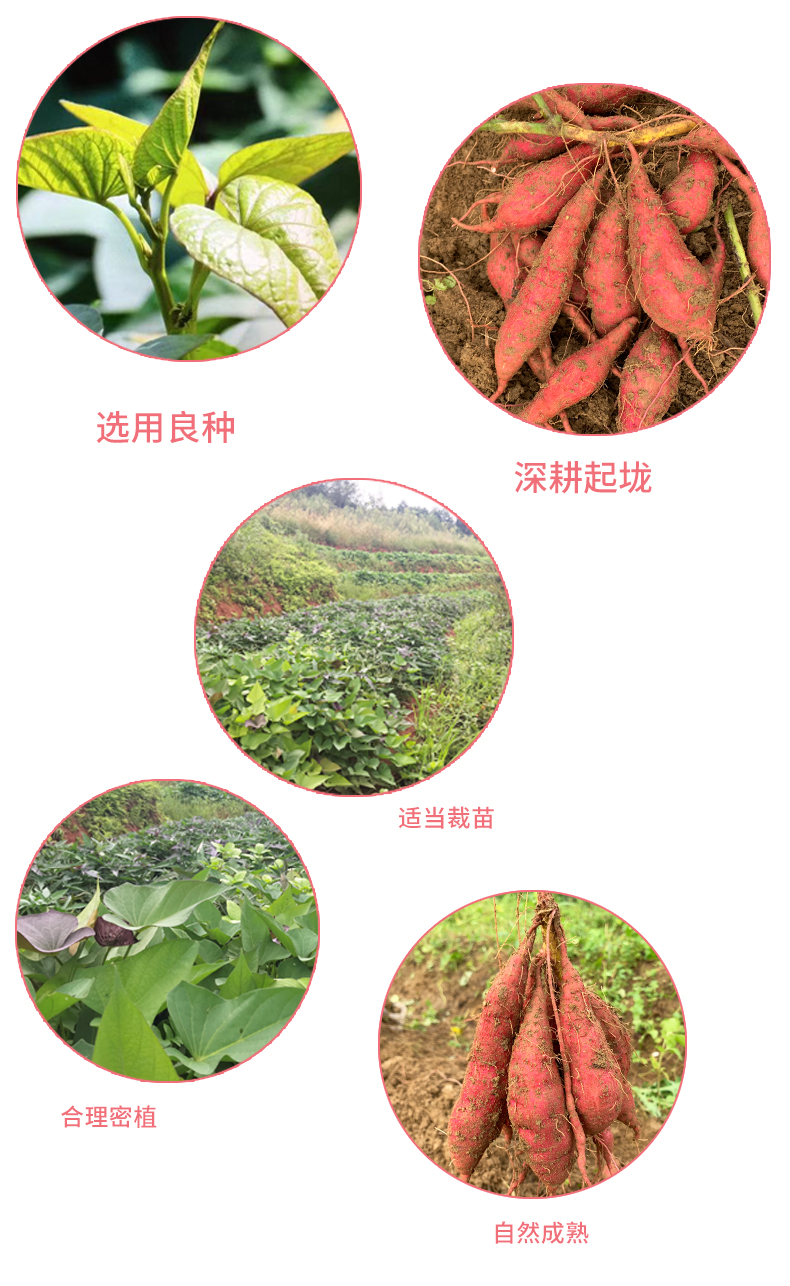 红薯详情_05.jpg