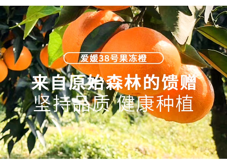 爱媛详情图_05.jpg