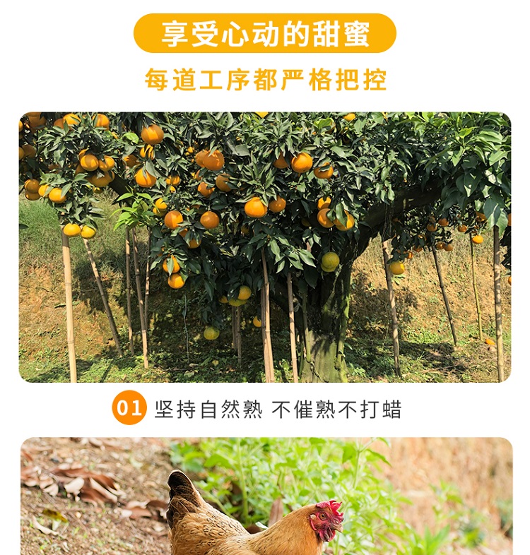 爱媛详情图_06.jpg