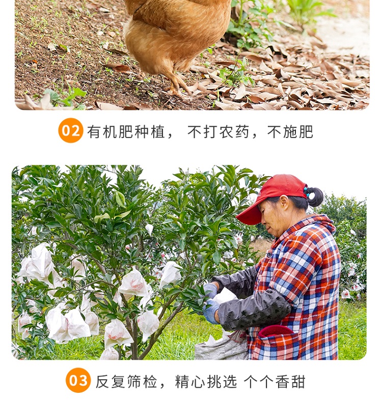 爱媛详情图_07.jpg