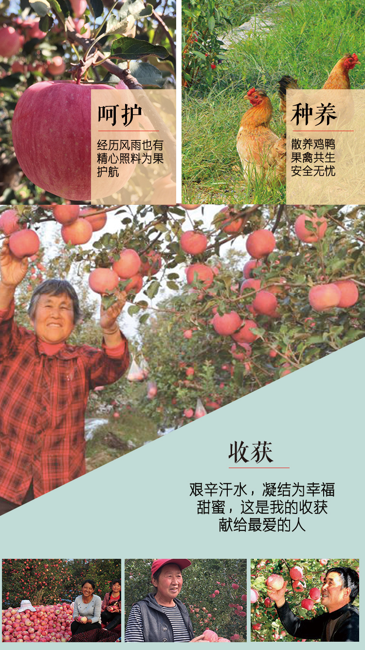 苹果 详情页 (5).jpg